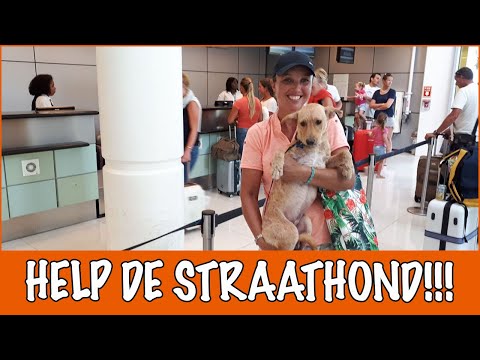 Video: Rural Shelter krijgt make-over om te helpen huisdieren te adopteren