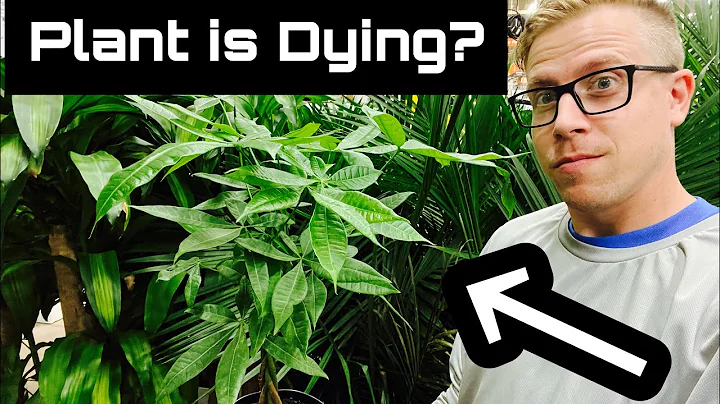 Your Money Tree Plant is Dying because of THIS