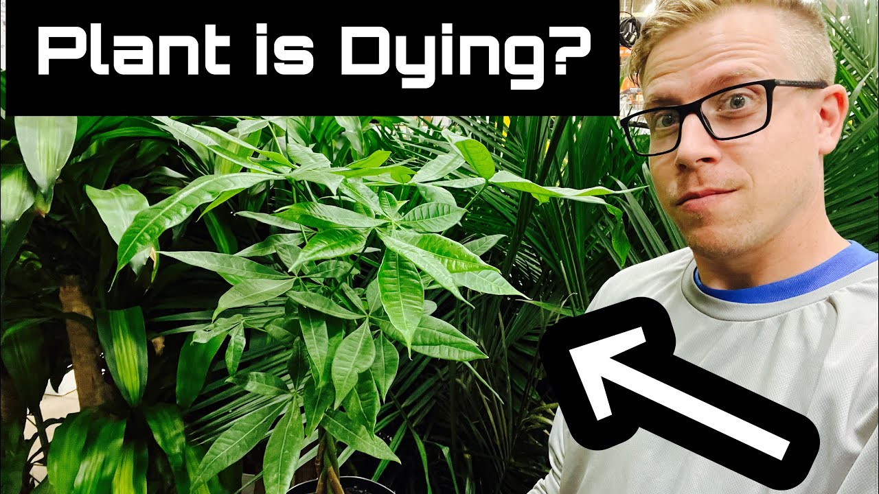 Your Money Tree Plant is Dying because of THIS