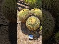 Cacti garden, Wrigley Memorial Garden in the memory of William Wrigley, Jr of the chewing gum empire