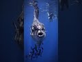 Mind-Blowing Animal Transformations 🐰🐟🐍 | Rabbit, Fish &amp; Snake #Shorts