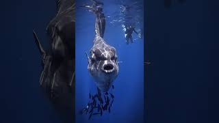 Mind-Blowing Animal Transformations 🐰🐟🐍 | Rabbit, Fish &amp; Snake #Shorts