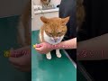 ワクチン打たれて静かに怒る猫【猫のこにゃん】#shorts