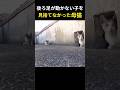 【実話】母の愛は奇跡を起こす。動けない子を、決して見捨てなかった母猫の物語。