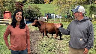 There's NEVER BEEN a BULL Like THIS BEFORE In New Hampshire
