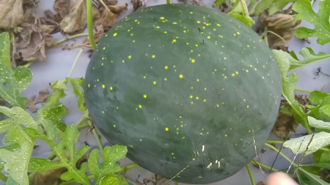 black mirror season 5 September Watermelon Garden Update. September 7th 2018