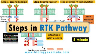 Receptor Tyrosine Kinase Pathway Steps In Rtk Signaling Pathway