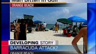 barracuda attack at orange beach