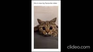 cats with cat stuff by Cat Of The Day 4 views 11 months ago 53 seconds