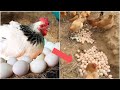 Collecting eggs from wonderful free-range chicken farms | Brother Jin