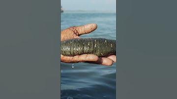 The Most Common Fossil Seems Almost Alien: The Crinoid #fossil #crystals #earth #nature #ocean