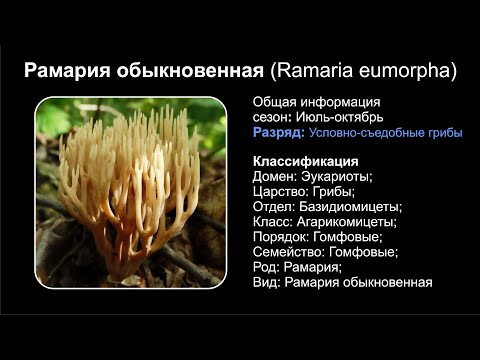 Рамария обыкновенная (Ramaria eumorpha)
