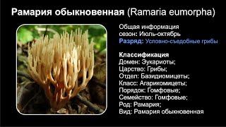 Рамария обыкновенная (Ramaria eumorpha)