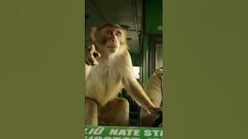 Monkey Saves Bus from River Disaster | Short Film