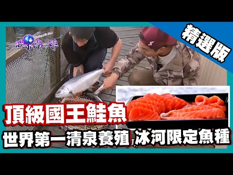 【紐西蘭】鮭魚界「和牛」 冰河限定國王鮭 King Salmon｜《世界第一等》648集精華版 #好家在我在家