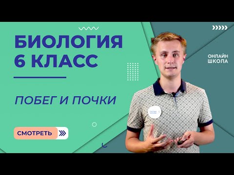 Побег и почки. Видеоурок 5. Биология 6 класс