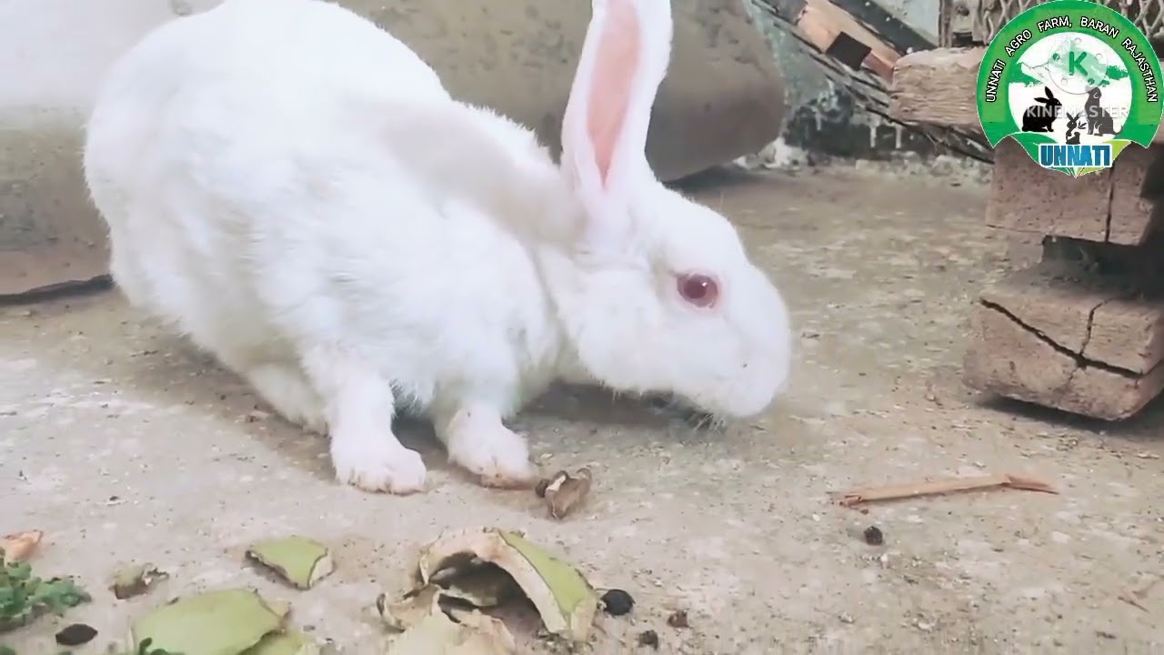 Cute Rabbit Baby With Mom ll 12 days old Rabbit Bunnies playing with