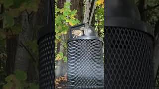 Watch this squirrel eat a mouse