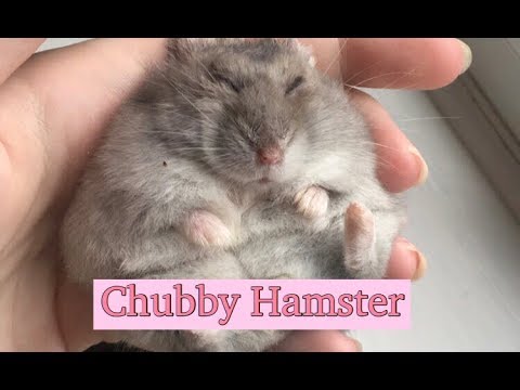 How To Help Your Hamster Gain Weight
