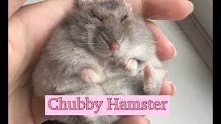 How To Help Your Hamster Gain Weight