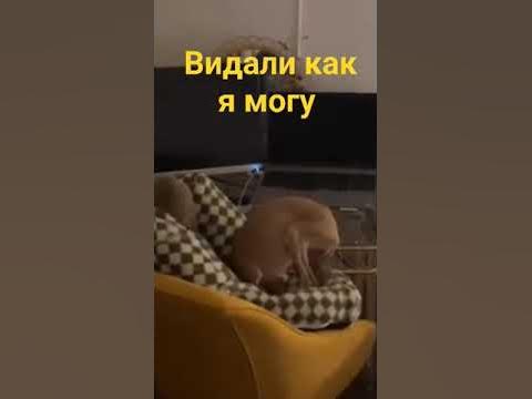 собака акробат стоящая на голове лохматая горничная - YouTube