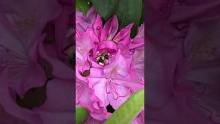 Bumble Bee Pollinates A Flower In Slow Motion 🌸 🐝