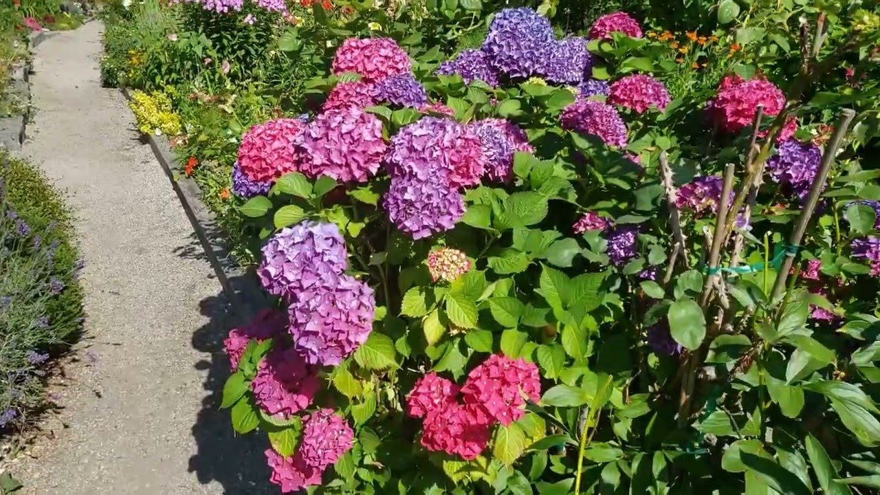 A narrated walk through the Stanley Park Community Garden in Vancouver, Canada.