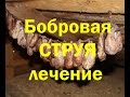 Бобровая струя. Приготовление настойки. Как правильно принимать. ПРОДАЕТСЯ!