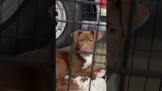 Dogs From Jacksonville, AR at Bark ‘n Paws Adoption Event Nov 15, 2025