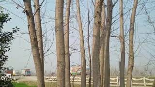 fastest growing italian poplar trees