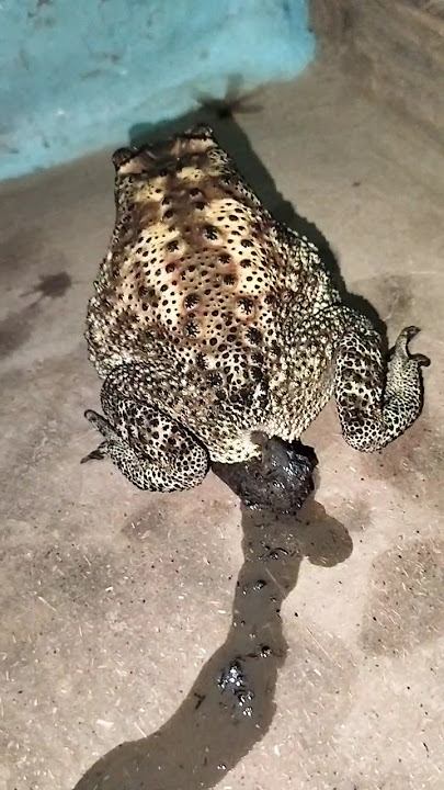 Bang e haga kore#frog #shorts #subcribe #funny #shortsfeed #nature #trending #viral #viralshortvideo