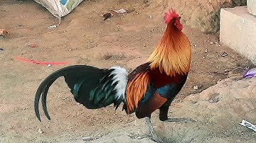 qaib qub pom 2 zoo nkauj qua zoo heev 2021