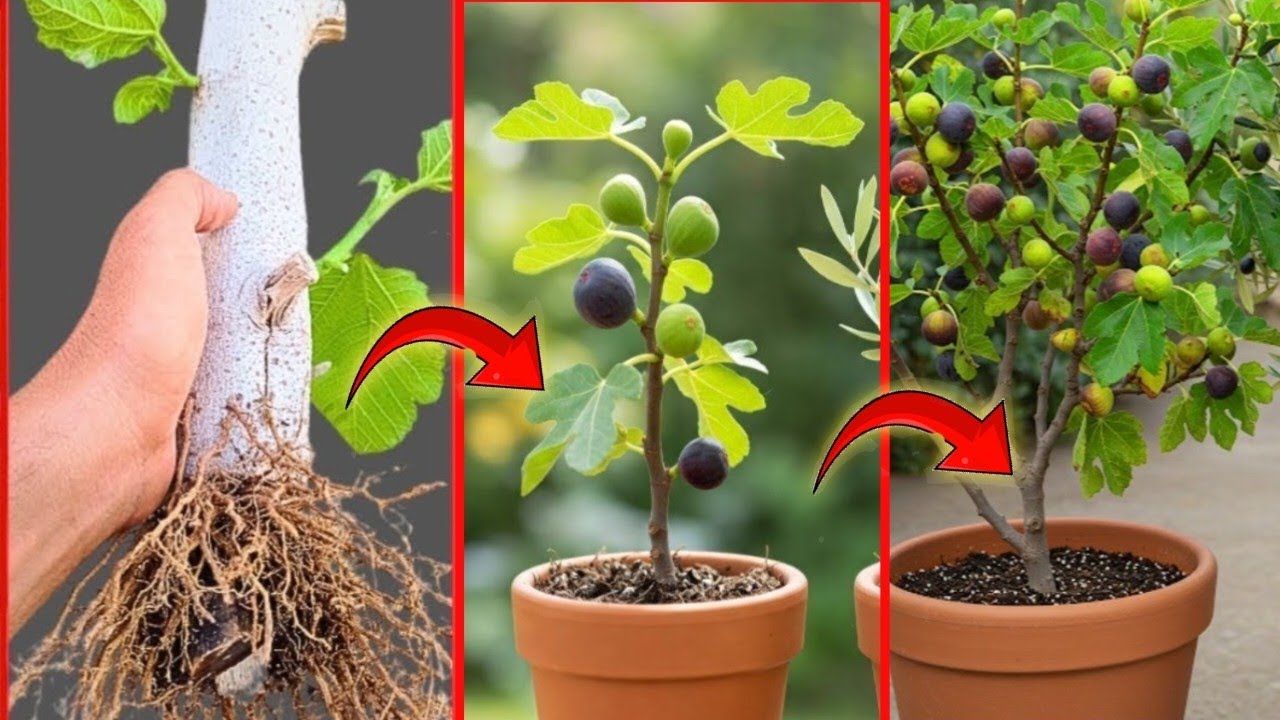 سر نجاح زراعة أقلام التين بكل سهولة في المنزل 🌱✨(خطوة بخطوة للمبتدئين) 