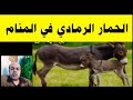 تفسير حلم الحمار الرمادي في المنام لابن سيرين  رؤية ...