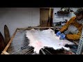 Preparing a Deer Hide for Tanning Part 2