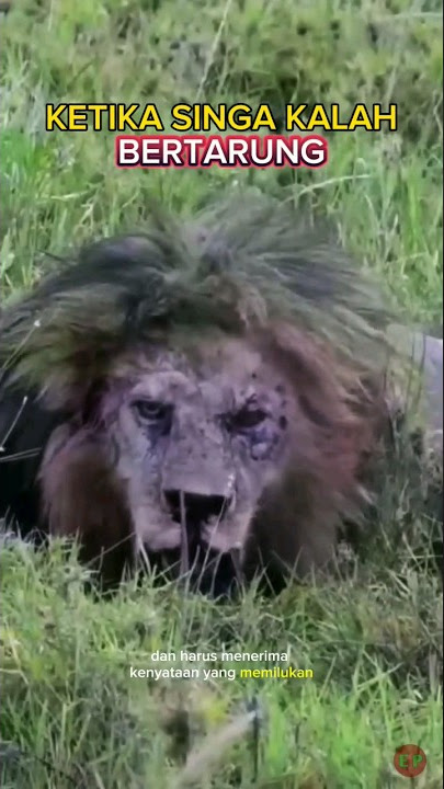 Dramatic Jungle King Battle #shorts #lion #lion