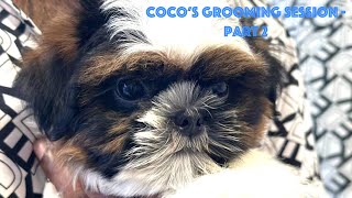 Coco's Grooming Session  Part 2 #shihtzu #shihtzupuppy #shihtzupuppies #shihtzugrooming