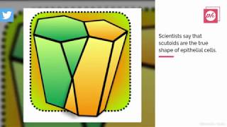 New Shape Discovered by Scientists