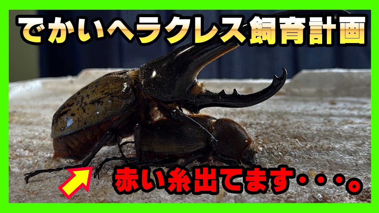 Creating the next generation] Large Hercules beetle breeding plan
