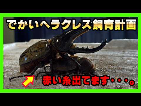 Creating the next generation] Large Hercules beetle breeding plan