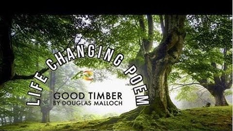 Good Timber(Explanation)