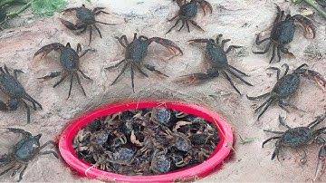 Smart Boy Make easy deep hole Crab Trap to catch alot of Crabs using Plastic Basket