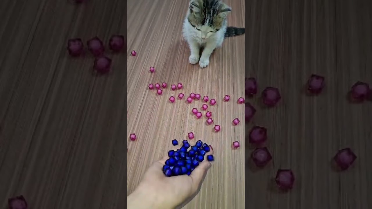 Cat Bella Beads 🌈🌸Reverse video
