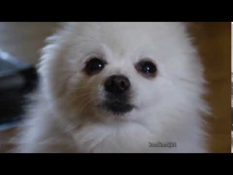 Dog Source #2