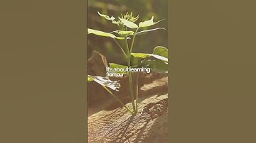 Cultivating Resilience: Unlocking Our Inner Strength
