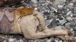 Python Regurgitates TwoMonthOld Puppy @beastplanetchannel