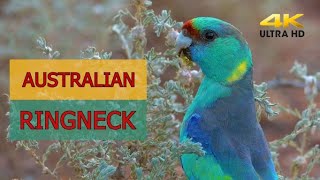 AUSTRALIAN RINGNECK IN THE OUTBACK. 4K Footage of this beautiful Parrot feeding and drinking.