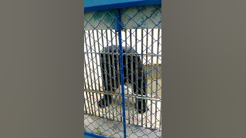 Chú gấu tội nghiệp, nhốt trong lồng sắt, có biểu hiện lắc đầu liên tục