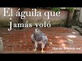 Reflexión-El águila que jamás voló.