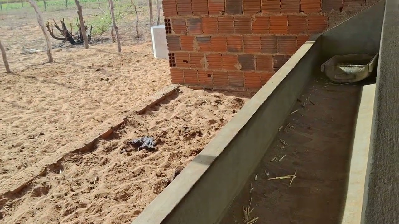 Cocheira  nova para o gado come capim